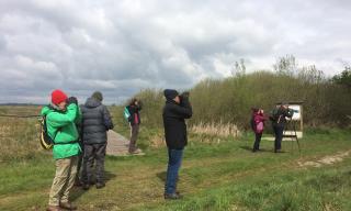 Die Vogelwelt im Ried Die Vogelwelt im Ried