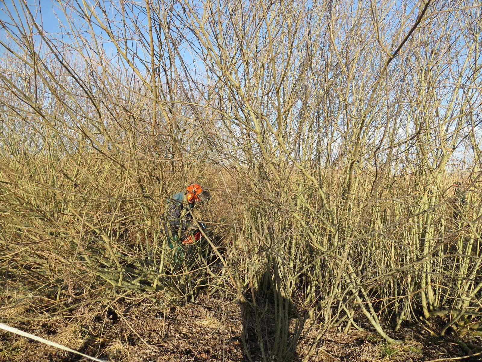 Entbuschung im Ried