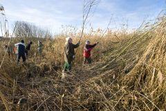 Entbuschung im Ried