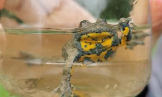 Bestandserfassung der Amphibien in der Laushalde mit Konzept zur Schaffung von Amphibienhabitaten 