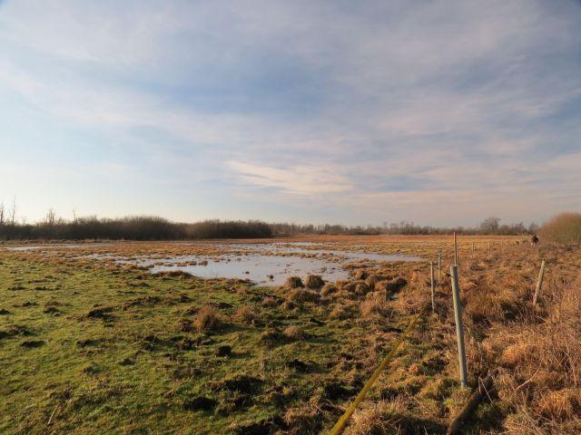 Freie Fläche im Ried