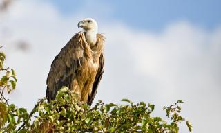 Gänsegeier Gypsi zieht Kreise