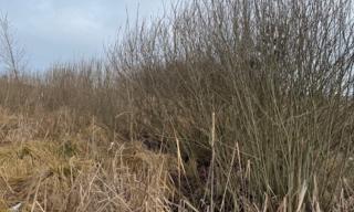 Entbuschung 07.02.2026