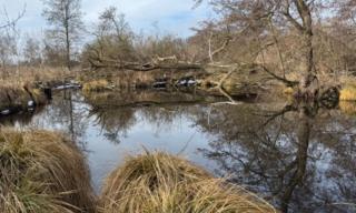 Entbuschung 07.02.2026