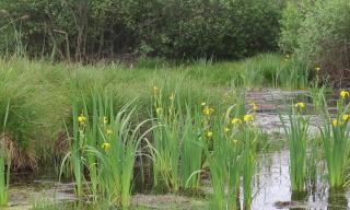 Riedführung Orchideeführung im Naturschutzgebiet Riedführung Orchideeführung im Naturschutzgebiet