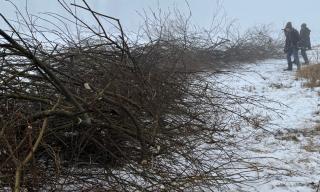 Entbuschung 31.01.2026