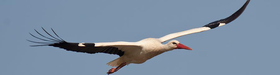 Storch