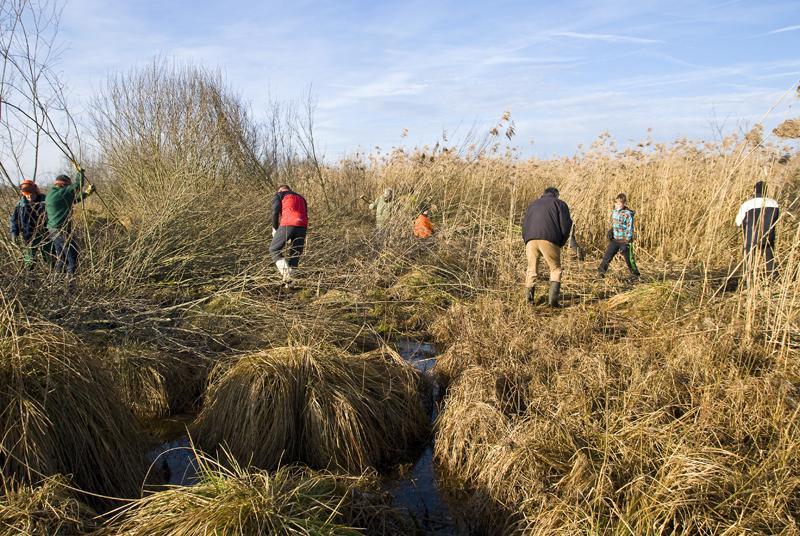 Entbuschung im Ried