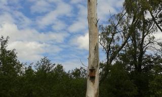 Bäumesterben am Ramminger Grenzgraben