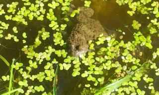 Biotop Laushalde - Gelbbauchunke