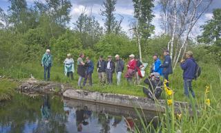 Pflanzenvielfalt im Niedermoor