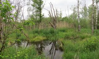 Riedführung Orchideeführung im Naturschutzgebiet Riedführung Orchideeführung im Naturschutzgebiet