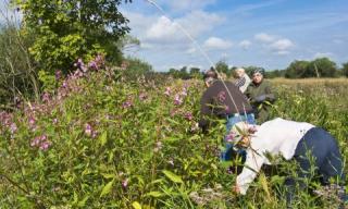 Springkrauteinsatz Teil 2 im Nauereck Springkrauteinsatz Teil 2 im Nauereck