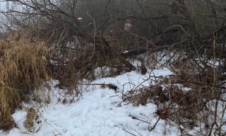 Entbuschung 31.01.2026