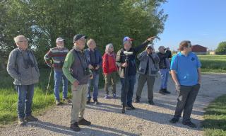 Die Vogelwelt im Ried