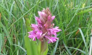 Riedführung Orchideeführung im Naturschutzgebiet Riedführung Orchideeführung im Naturschutzgebiet
