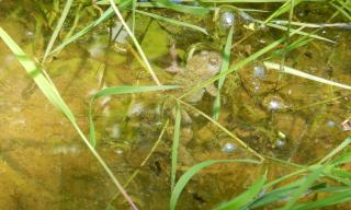 Bestandserfassung der Amphibien in der Laushalde mit Konzept zur Schaffung von Amphibienhabitaten 
